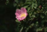 род Rosa. Цветок. Беларусь, Витебская обл., пос. Езерище, частная усадьба, в культуре. 13.06.2025.
