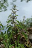 Urtica dioica. Верхушка цветущего(?) растения. Ленинградская обл., Ломоносовский р-н, дер. Гостилицы, парк усадьбы Гостилицы, дол. р. Гостилка, Горбатый мостик у Пиличного пруда, на замшелой известняковой кладке. 21.06.2025.