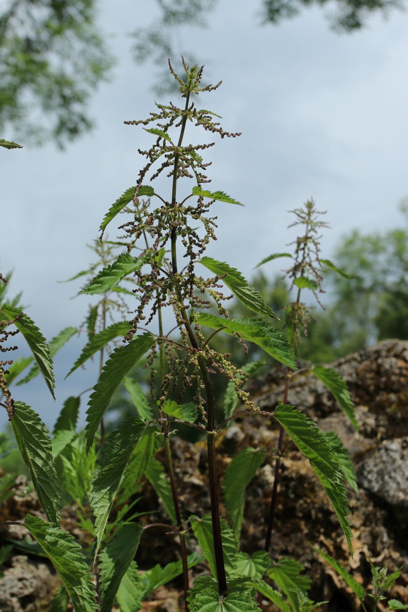 Изображение особи Urtica dioica.