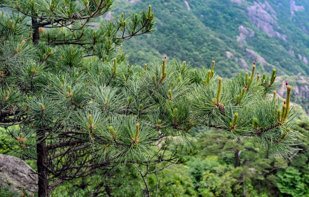 Image of Pinus taiwanensis specimen.