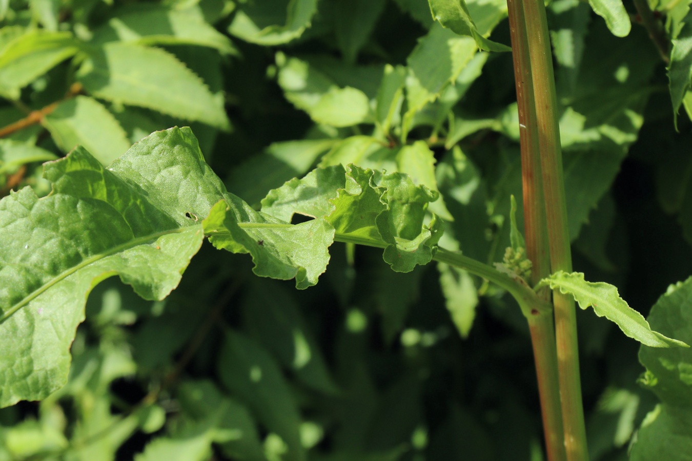 Image of Rumex crispus specimen.
