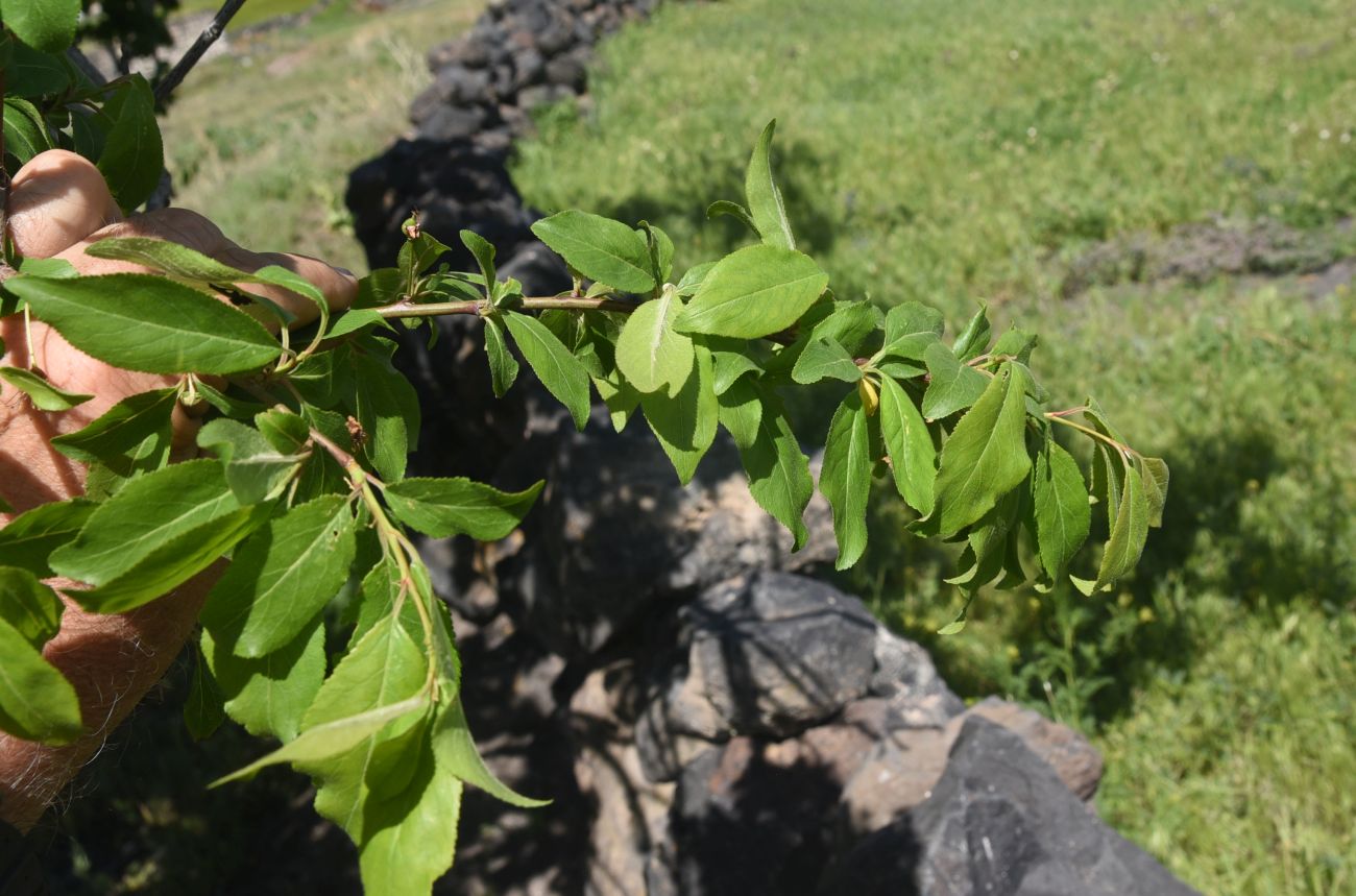 Image of Unknown species specimen.