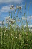 Silene nutans