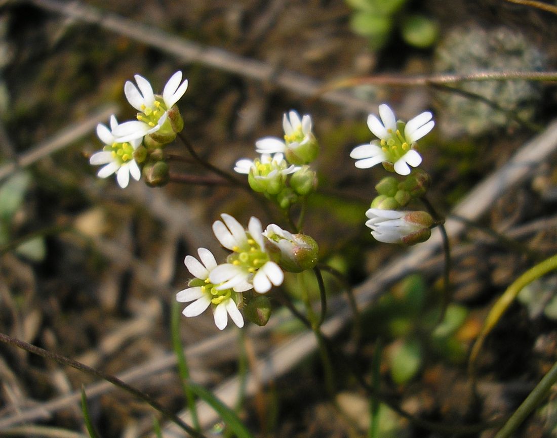 Image of Erophila verna specimen.