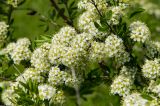 род Spiraea. Часть соцветия с сидящим муравьём и листья. Башкортостан, Кугарчинский р-н, окр. дер. Мурадымово, природный парк \"Мурадымовское ущелье\", разнотравный луг. 30 мая 2024 г.