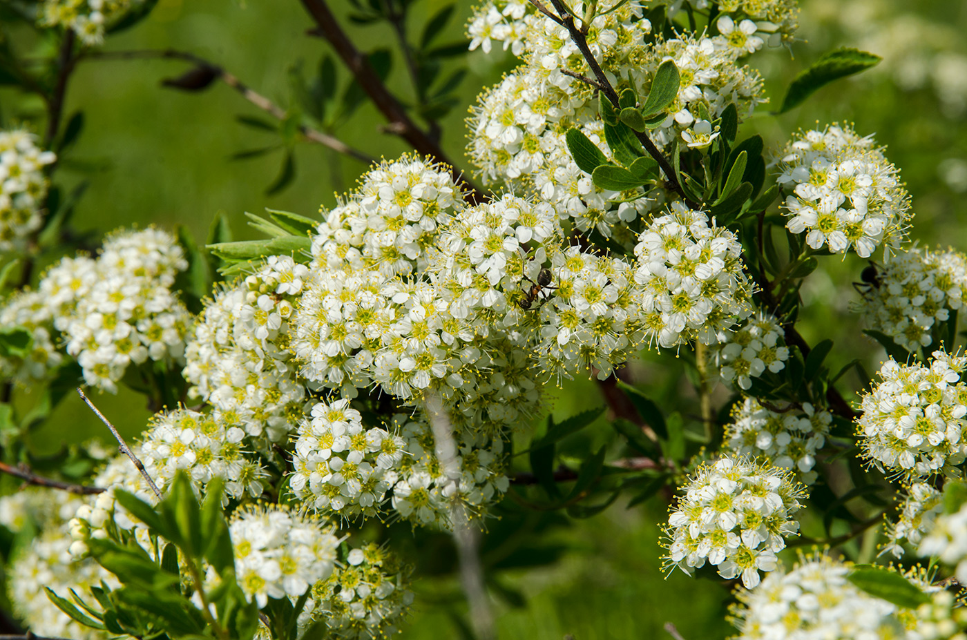 Изображение особи род Spiraea.