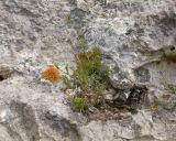 Asperula abchasica. Вегетирующее растение. Карачаево-Черкесия, Зеленчукский р-н, гора Джангур, ≈ 1500 м н.у.м., в расщелине известняковой скалы. 04.06.2025.