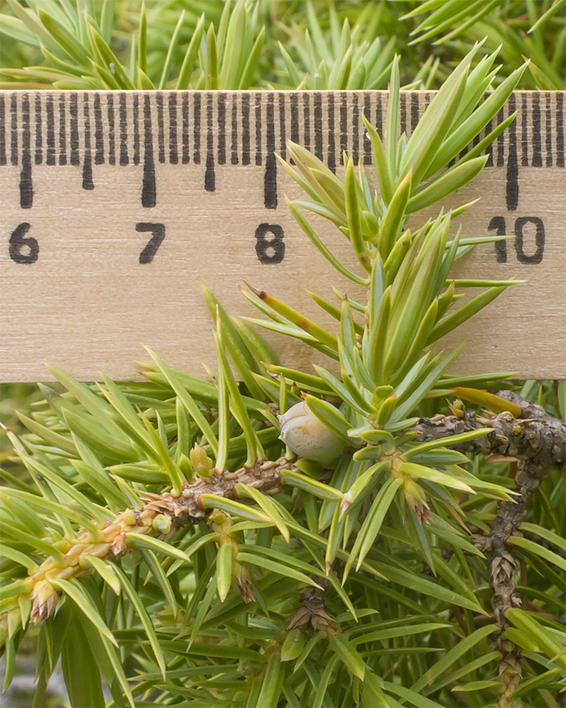 Изображение особи Juniperus oblonga.