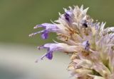 Agastache rugosa. Цветки. Приморский край, окр. пос. Дунай, безымянная бухта, каменистый берег моря. 04.10.2025.