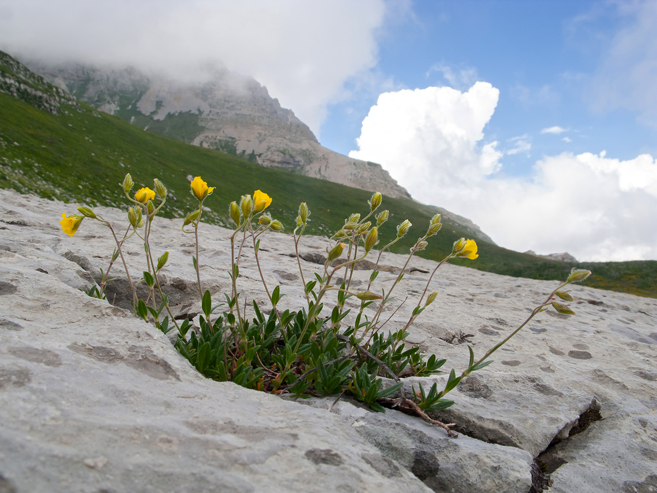 Изображение особи Helianthemum buschii.