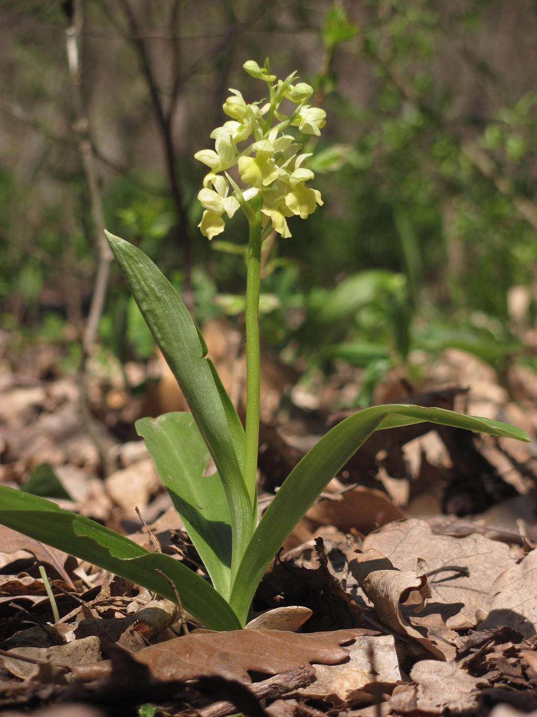 Image of Orchis pallens specimen.