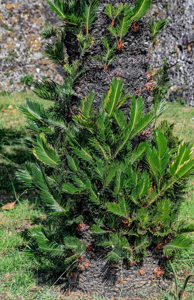 Изображение особи Cycas revoluta.