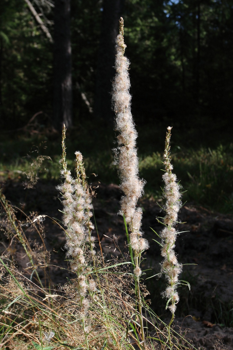 Image of Omalotheca sylvatica specimen.