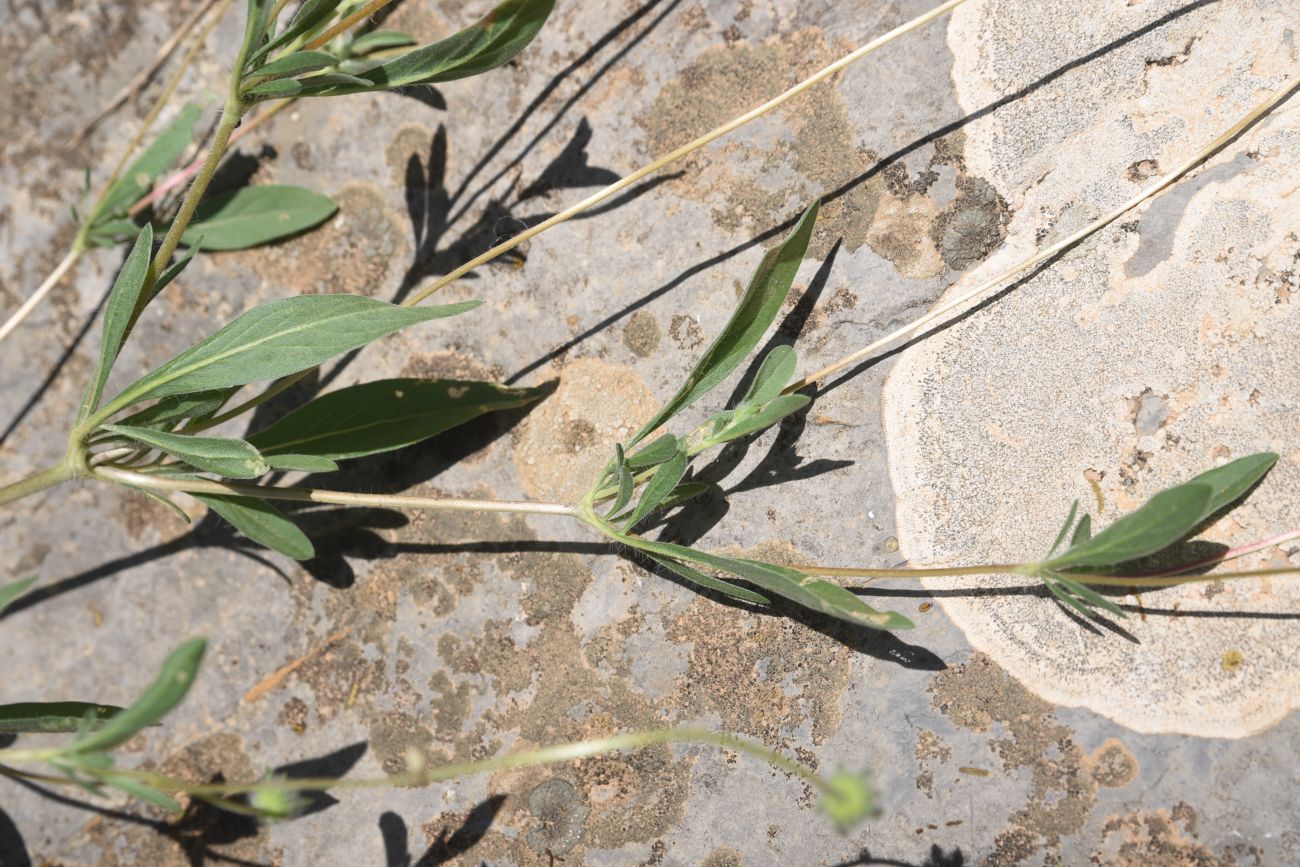 Image of Unknown species specimen.