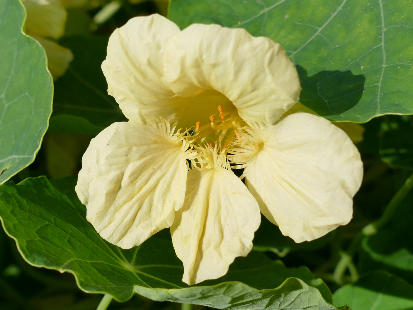 Изображение особи Tropaeolum majus.