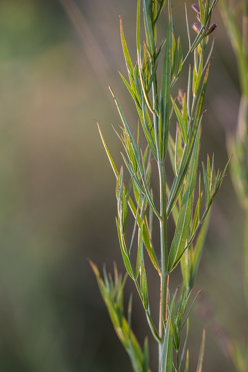 Image of Lythrum virgatum specimen.
