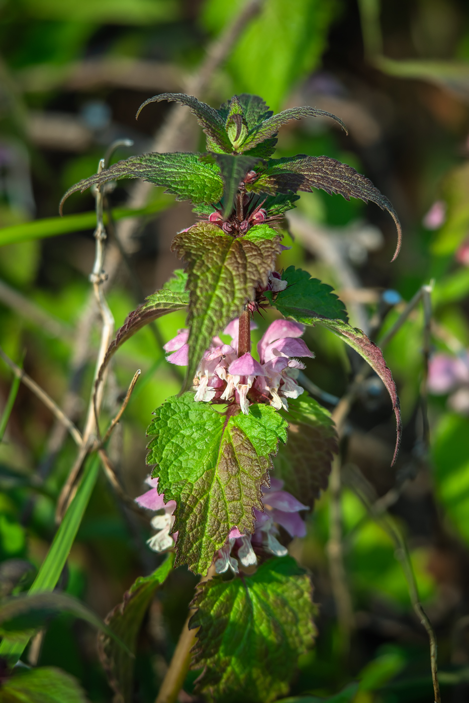 Изображение особи Lamium barbatum.