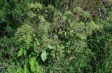 Archangelica officinalis. Цветущее и плодоносящее растение. Калининградская обл., Гвардейский р-н, пос. Знаменск, устье р. Лава, окраина ивняка. 02.07.2025.