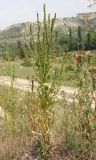 Reseda luteola