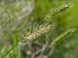 Agropyron pectinatum. Верхушки побегов с соцветиями. Башкортостан, Стерлитамакский р-н, середина склона шихана Юрактау, каменистое местообитание. 8 июня 2025 г.