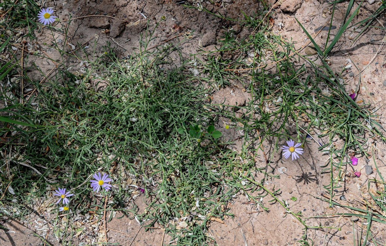 Изображение особи Heteropappus altaicus.