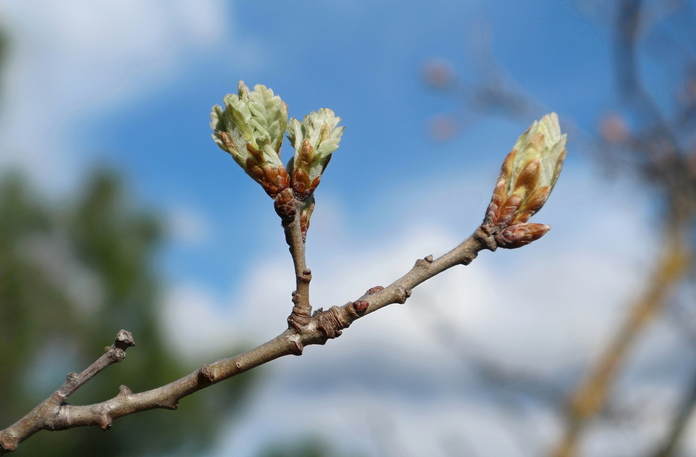 Изображение особи род Quercus.