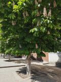 Aesculus hippocastanum. Ствол и часть кроны цветущего растения. Волгоград, бул. Энгельса 26, озеленение. 15.05.2026.