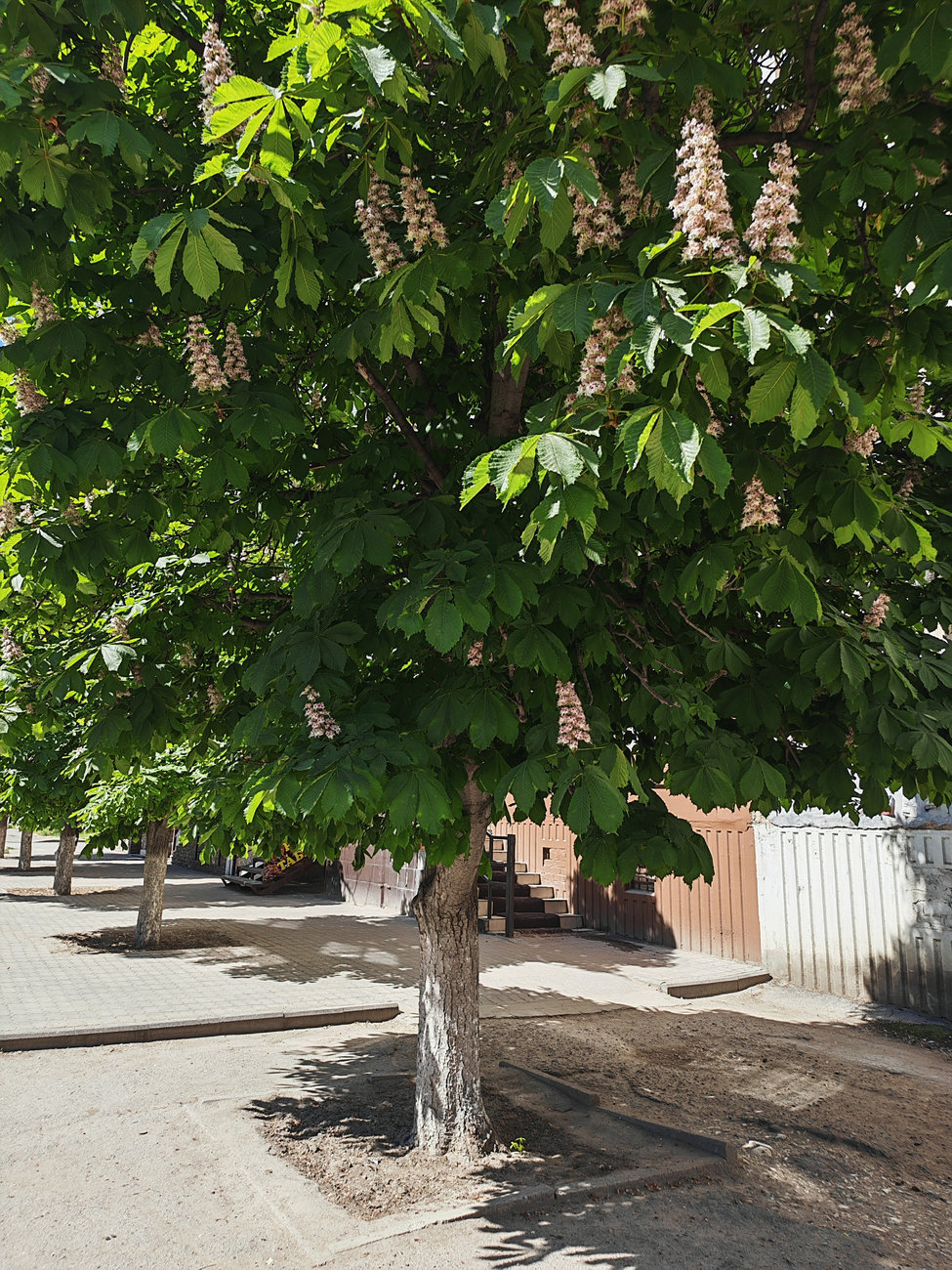 Изображение особи Aesculus hippocastanum.