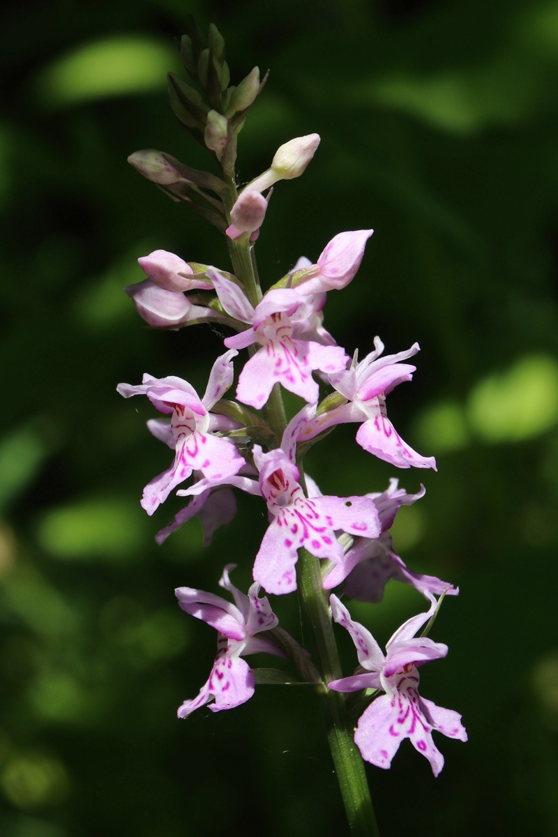 Image of genus Dactylorhiza specimen.