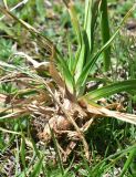 familia Cyperaceae. Нижняя часть расцветающего растения. Грузия, край Самцхе-Джавахети, Ниноцминдский муниципалитет, юго-восточный склон горы Патара-Абули, окр. крепости Кероглы, выс. ок. 2450 м н.у.м. 7 июня 2026 г.