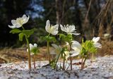 Eranthis tanhoensis. Цветущие растения. Южное побережье оз. Байкал, окр. пос. Танхой, Байкальский заповедник. 14.05.2008.