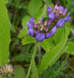 Astragalus danicus. Соцветие. Тульская обл., Богородицкий р-н, пос. Товарковский, дер. Лёвинка, переувлажнённый луг. 31.05.2026.