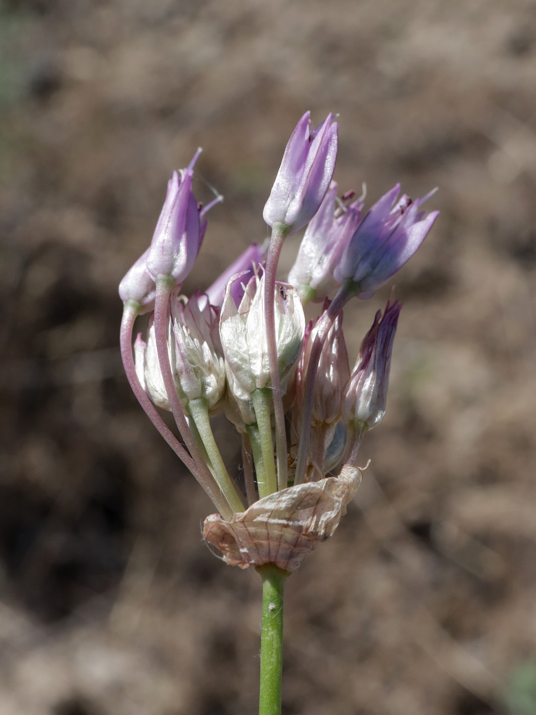 Image of Allium inderiense specimen.