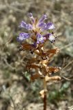 род Orobanche