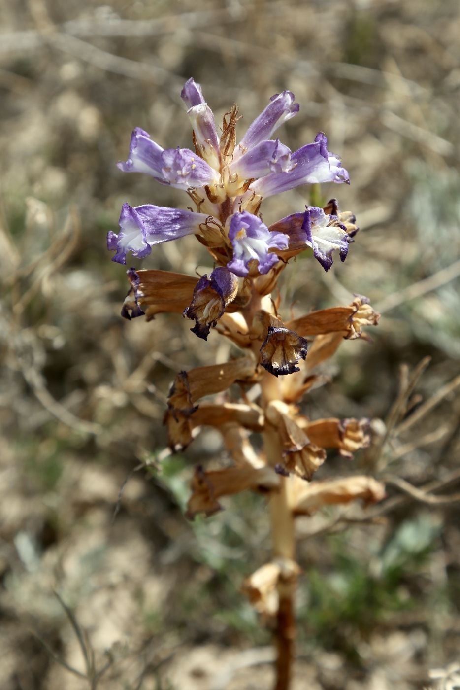Изображение особи род Orobanche.