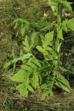 Cirsium oleraceum
