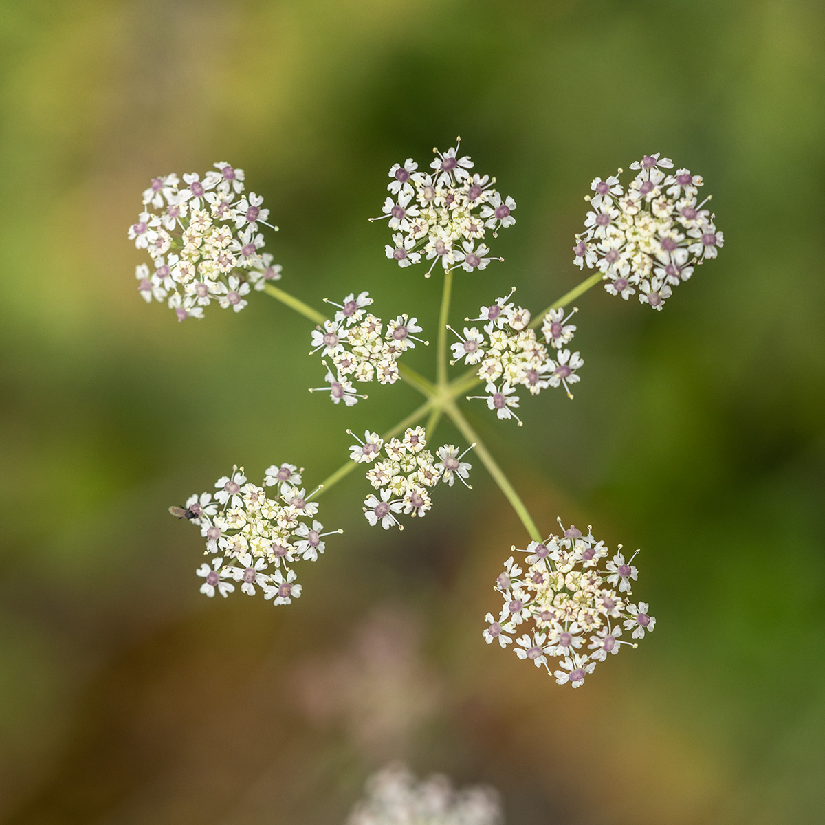 Изображение особи семейство Apiaceae.
