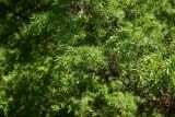 genus Juniperus. Веточка. Турция, ил Артвин, окр. храма Отхта, на искусственной террасе, заросли. 13 июня 2026 г.