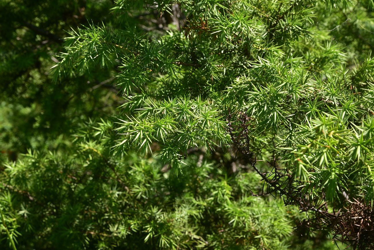 Image of genus Juniperus specimen.