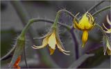 Lycopersicon esculentum. Цветки. Московская обл., Раменский р-н, окр. дер. Хрипань, садовый участок. 21.07.2026.
