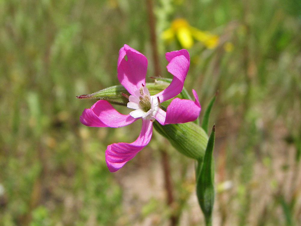 Image of Pleconax subconica specimen.