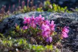 Rhododendron redowskianum