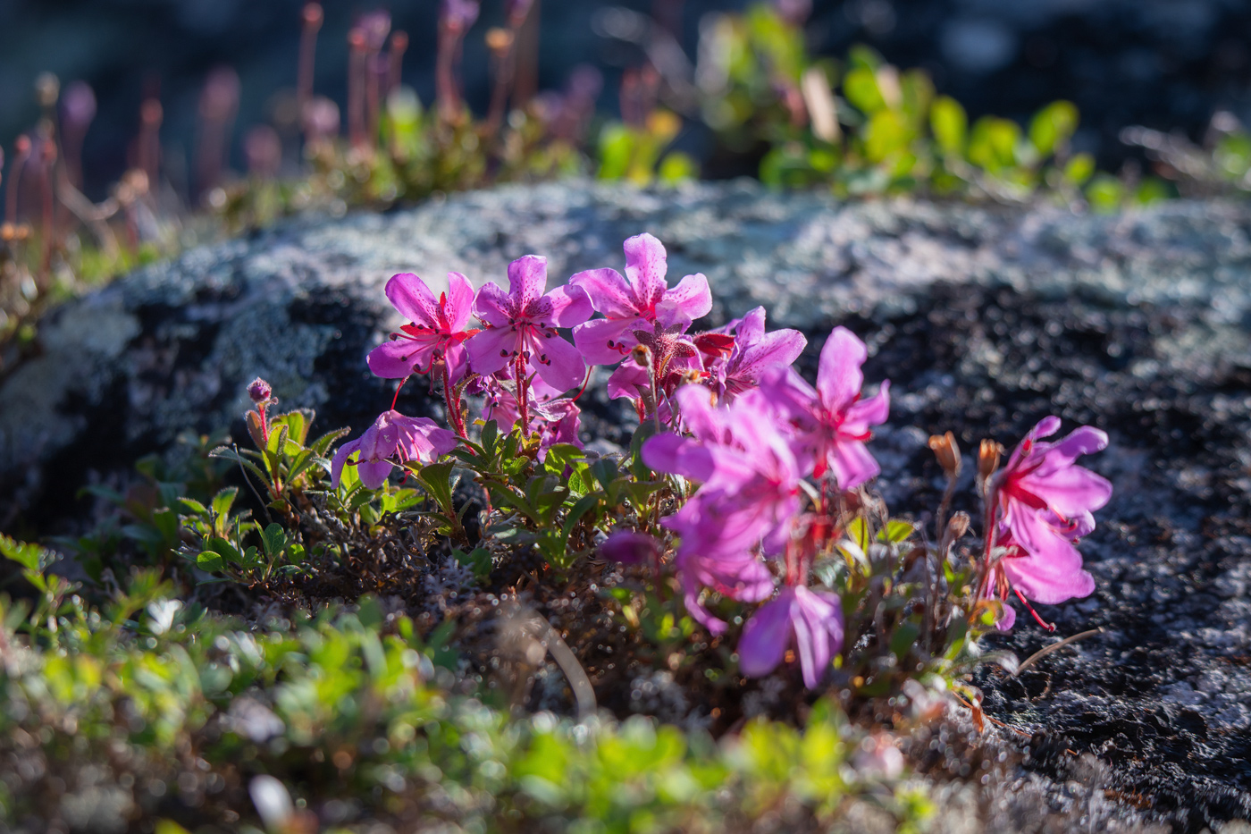 Image of Rhododendron redowskianum specimen.