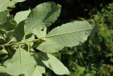 Salix caprea