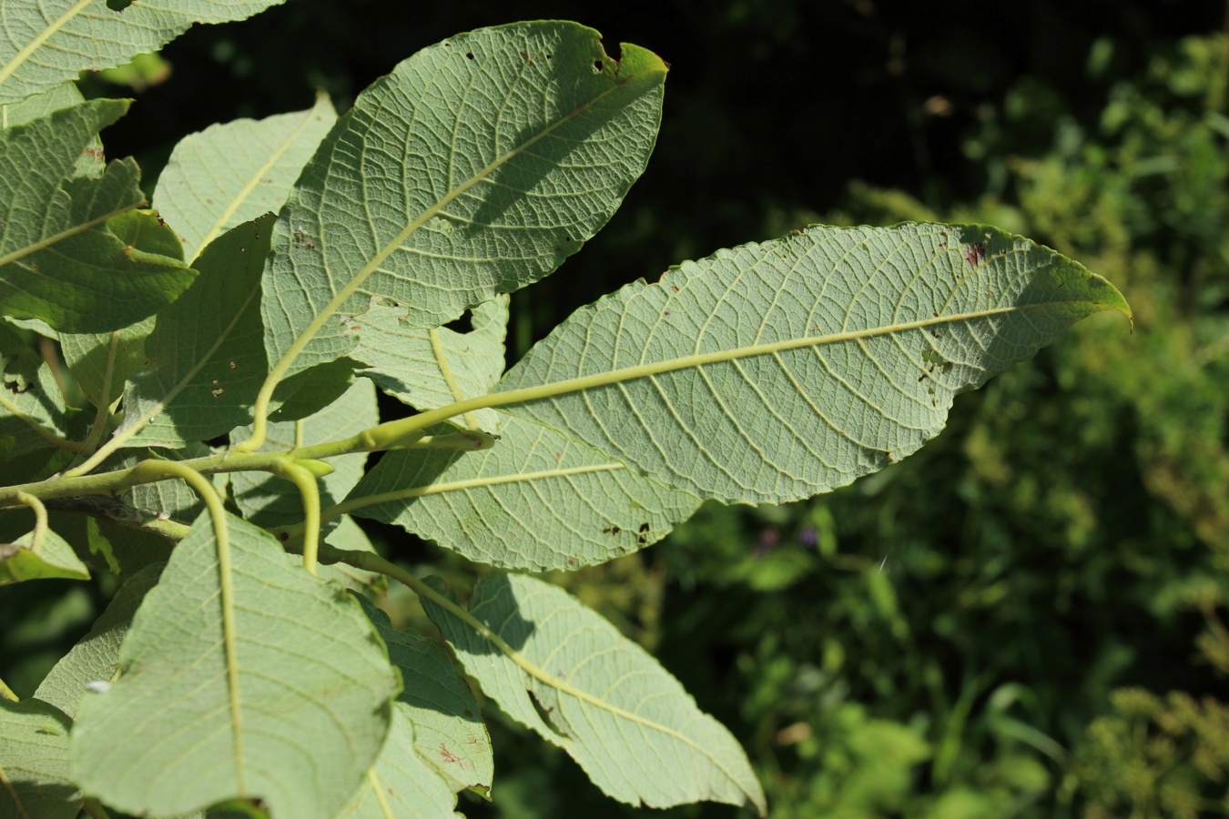 Image of Salix caprea specimen.