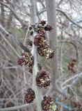 род Fraxinus. Мужские соцветия. Крым, Алушта. 11 февраля 2009 г.