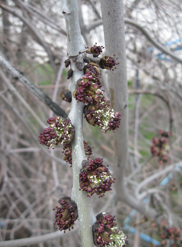 Изображение особи род Fraxinus.