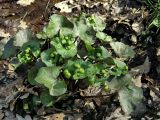 Caltha palustris