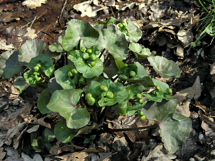 Изображение особи Caltha palustris.