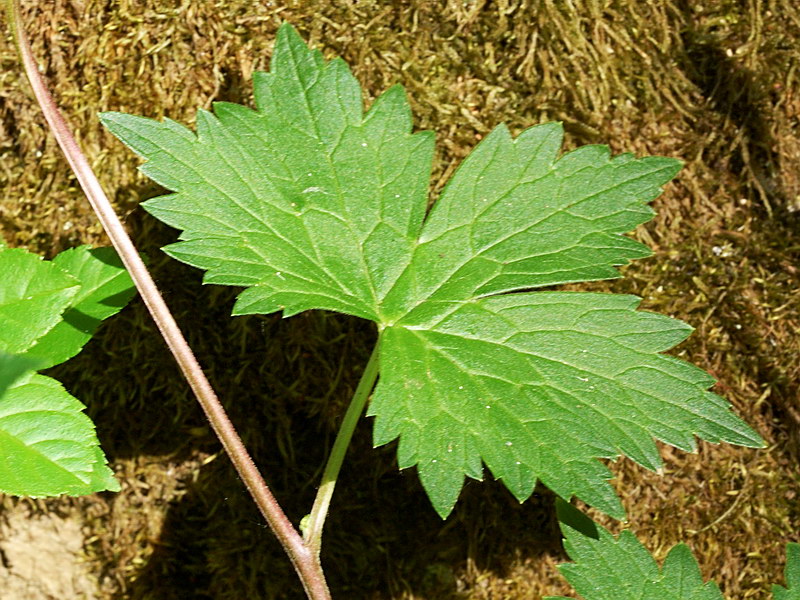 Изображение особи Aconitum moldavicum.